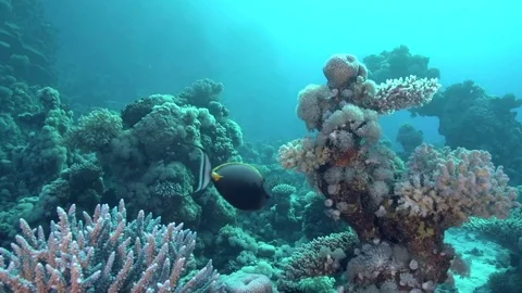 Orangespine unicornfish  in the Red sea Stock-Footage 78653814