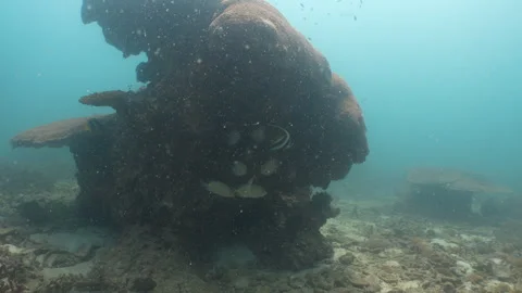 Orangespot rabbitfish Stock Footage 281929456