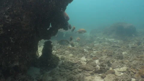 Orangespot rabbitfish Stock Footage 281929478