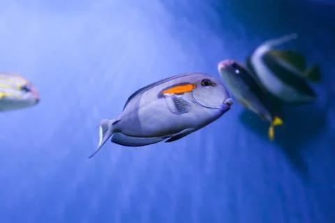 Orangespot surgeonfish close up 스톡 사진