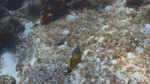 Orangespotted Filefish Видео 7908509