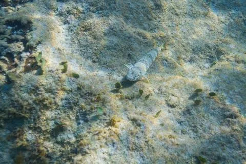 Orangespotted goby Stockfoto's