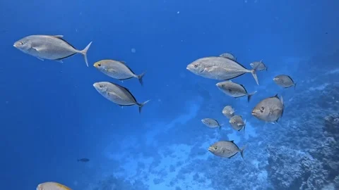 Orangespotted Trevally Stock Footage 280244295
