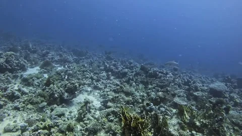 Orangespotted Trevally Stock Footage 280428871