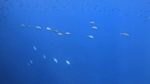 Orangespotted Trevally Stock Footage 280682625