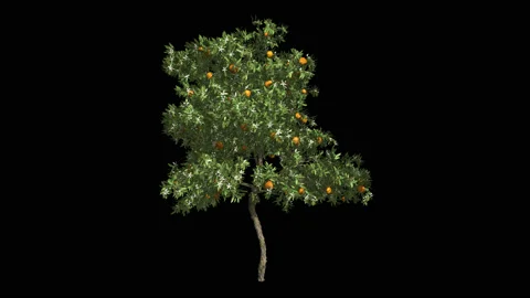 Orangetree in the wind Format MOV, codec png with alpha channel Stock Footage 88977367