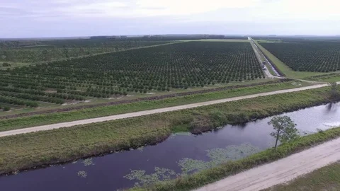 OrangeTrees Aerial flyover Stock Footage 75382814