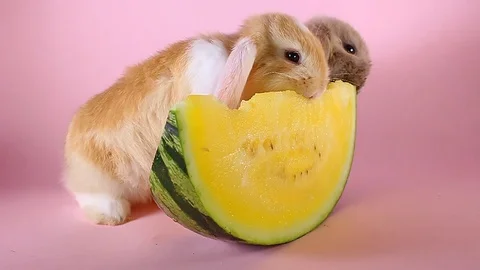 Orangle mini lop rabbit bunny vs watermelon Stock Footage 94036004