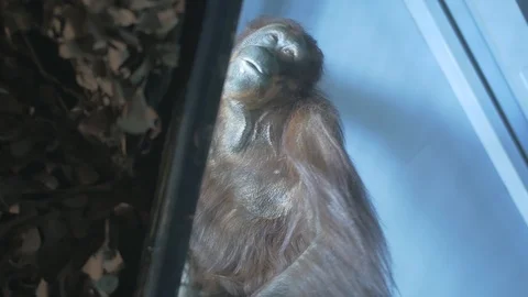 Orangutan 1 4k Stock Footage 122014920