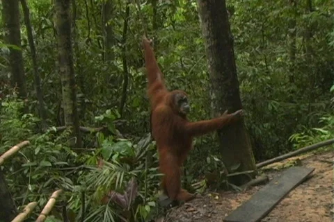 Orangutan 12 Stock Footage 106814