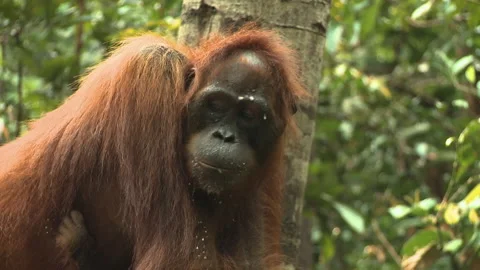 Orangutan after Drinking Milk on Platform, Borneo, Indonesia Stock Footage 142922454
