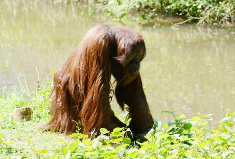 Orangutan alone Stock Photos