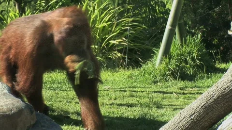 Orangutan and monkey Stockbeeldmateriaal 283082