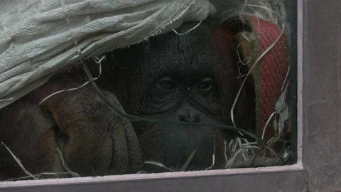 Orangutan ape monkey face sad broken window enclose cruelty lonely sadness Stock-Footage 214099185