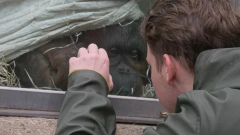 Orangutan ape monkey sad interaction with human person white male boy zoo Stock Footage 214099981