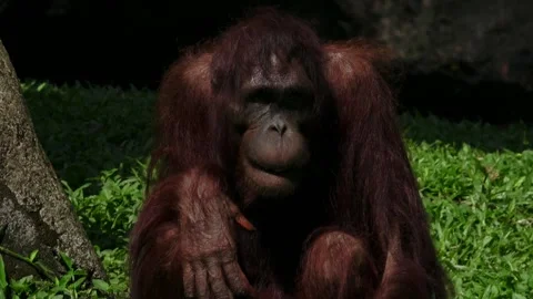 Orangutan are chewing something and their tongues are sometimes sticking out. Stock Footage 309986451
