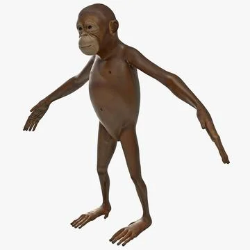 Orangutan Baby 3D Model