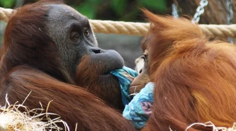 Orangutan with baby Stock Footage 59169666