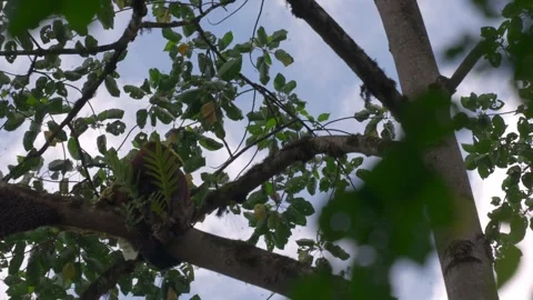 Orangutan With Beehive on Head Stock Footage 344096756