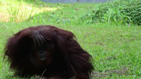Orangutan behaviour Stock Footage 253736367