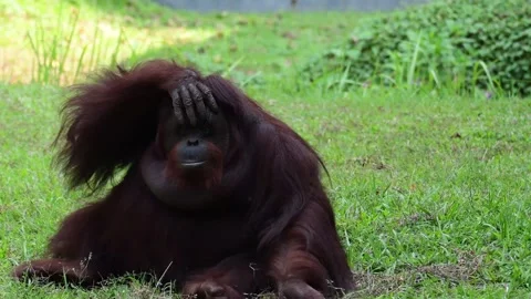 Orangutan behaviour Stock Footage 253736466