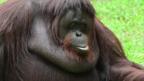 Orangutan behaviour Stock Footage 253736562