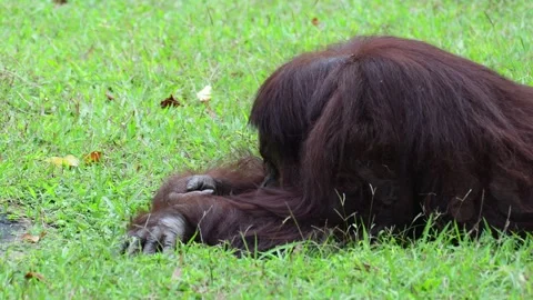 Orangutan behaviour Stock Footage 253736895