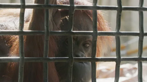 Orangutan behind bars Stock Footage 131802985