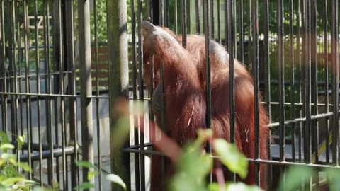 An orangutan in a cage, extending its arm through the bars as if pleading Video stock 251876454