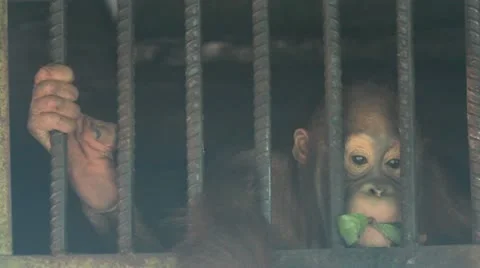 Orangutan, cage Stock Footage