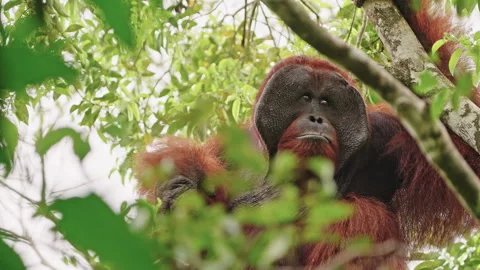 Orangutan chewing in canopy Stock Footage 327557010