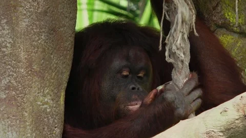 Orangutan is chewing something while holding on to some kind of rope Stock Footage 309986869