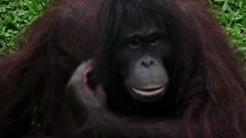 Orangutan chewing while preening his fur Stock Footage 310032617
