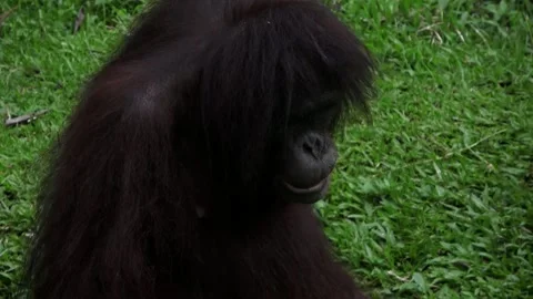 An orangutan chews peanuts Video stock 310005996