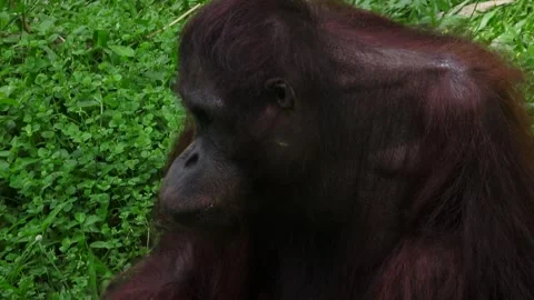 An orangutan chews slowly while looking around. Video stock 310004495