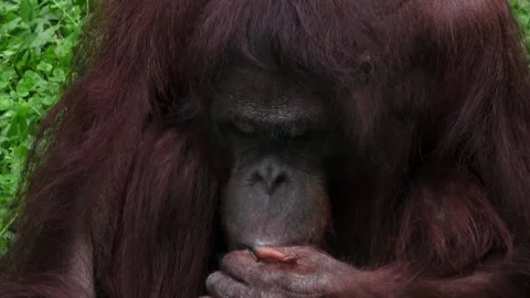 An orangutan chews while looking at his food. Stock Footage 309991556