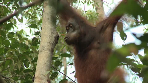 Orangutan Climbing Down Tree, Borneo, Indonesia Stock Footage 142922618