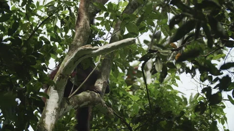 Orangutan Climbing Down Tree in Borneo Stock Footage 144712117