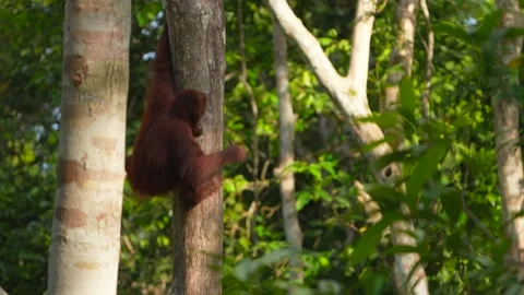 Orangutan Climbing Down Tree in Tropical Rainforest, Red Ape Descending baby Stock Footage 346312818