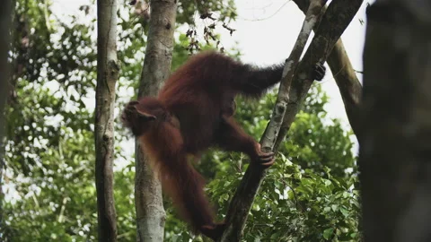 Orangutan Climbing Down Trees in Borneo Stock Footage 144716243