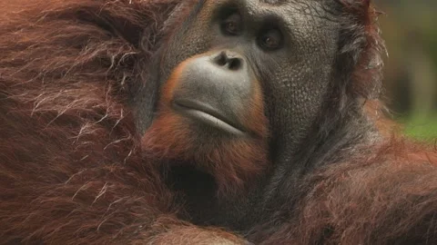 THE ORANGUTAN CLOSE UP 4K Stock Footage 333937066