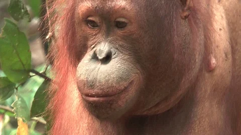 Orangutan close up Stockbeeldmateriaal 80939790
