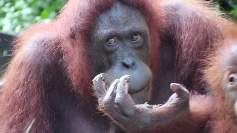 Orangutan Close Up Stock Footage 85228007