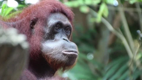 Orangutan Close Up Stock Footage 85231355