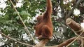 Orangutan close up in green outdoor enclosure environment 4k or 4k+ Resolution