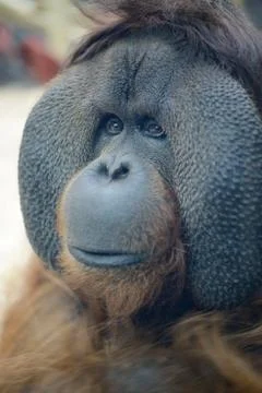 Orangutan closeup Stock Photos