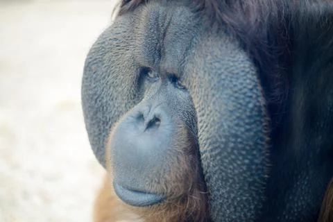 Orangutan closeup Stock Photos