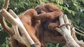Orangutan couple close up in green outdoor enclosure environment 4k or 4k+ Resolution