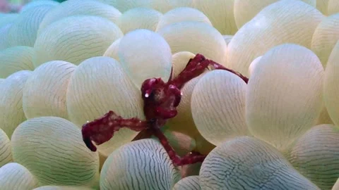 Orangutan crab 4K Stock Footage 331276427