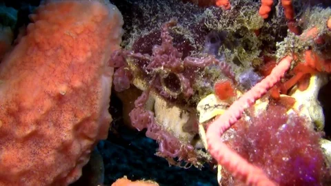 Orangutan crab (Achaeus sp) in the night lembeh strait Indonesia Stock-Footage 78974953